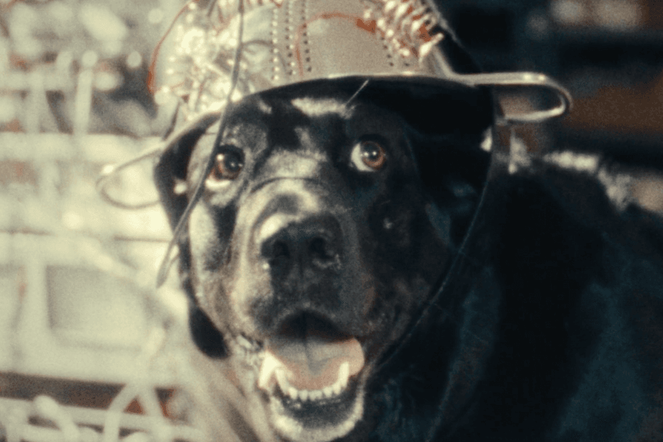 The Seeing Eye Dog Who Saw Too Much Banner
