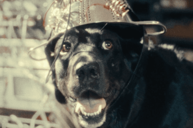 The Seeing Eye Dog Who Saw Too Much